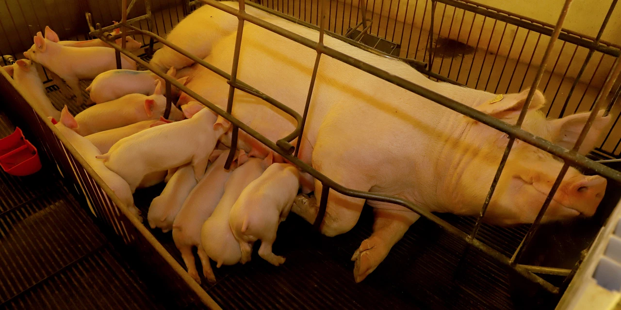 Paraná é o segundo principal exportador de suínos reprodutores de raça pura