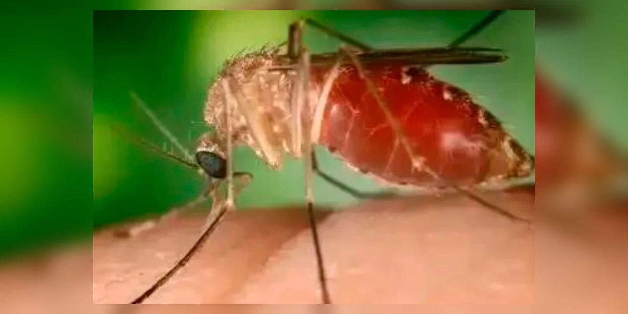 Febre do Oropouche: entenda o que é a doença que preocupa o Brasil