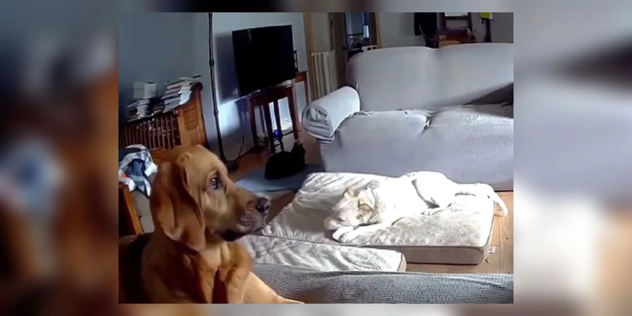Vídeo: Cachorro mastiga carregador portátil e provoca incêndio em residência