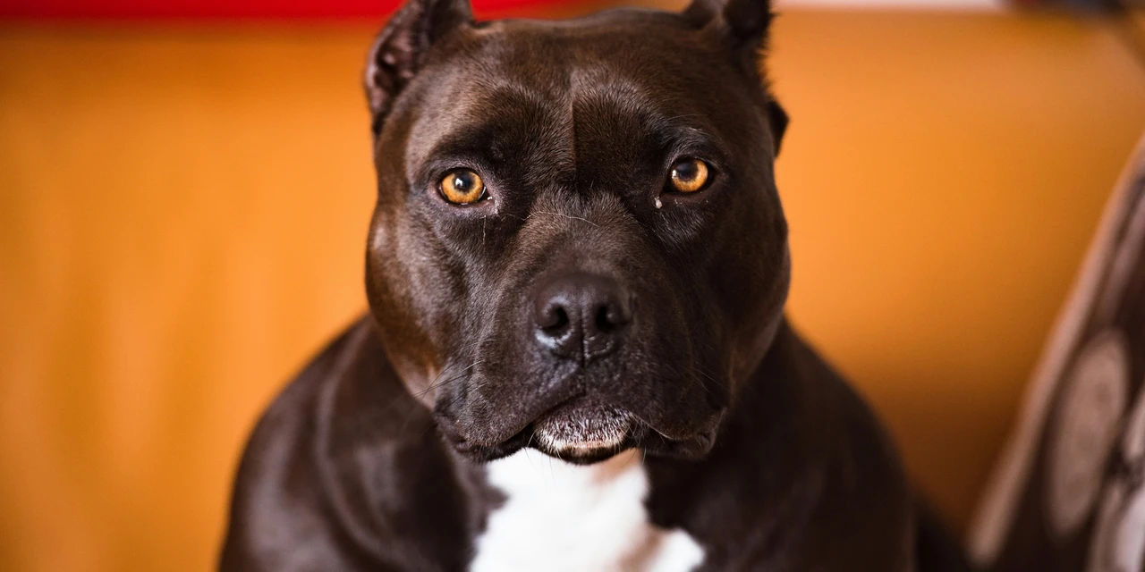Debate D’P: Pitbulls devem ser proibidos?