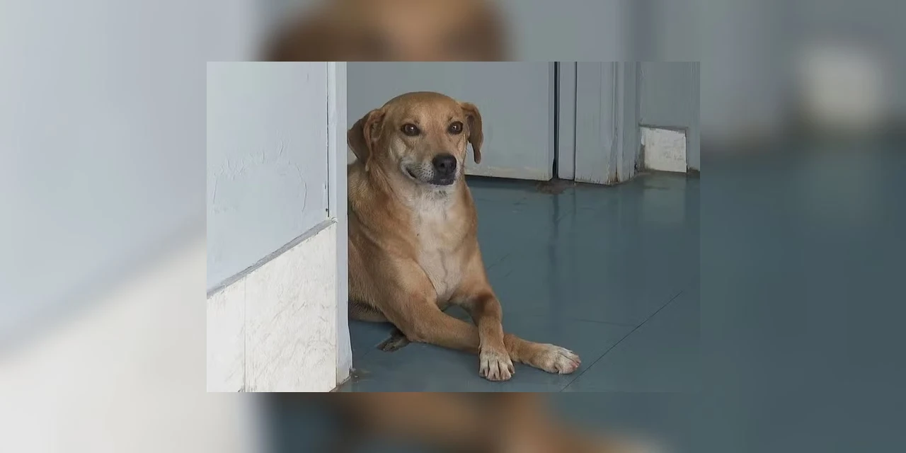 Cão espera na porta de hospital por tutora que morreu há 8 anos