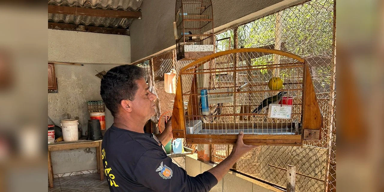 IAT desarticula cativeiros irregulares e recupera aves no PR
