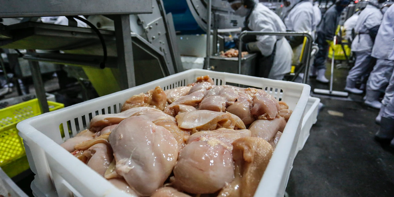 Com recordes, Paraná lidera aumento na produção de frangos e suínos em 2024