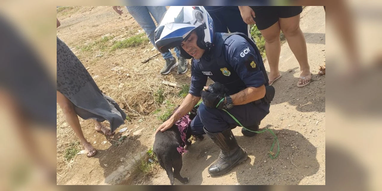 Guarda Municipal resgata cão durante incêndio no Santa Mônica