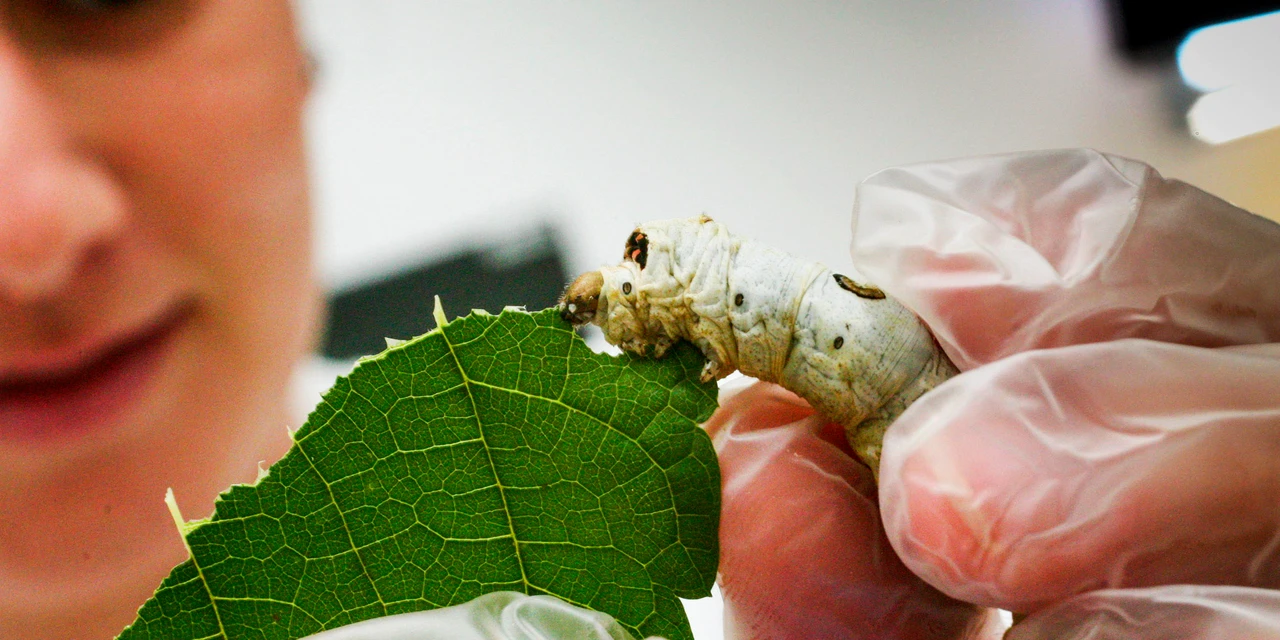 Viagem à França: inscrições para o Concurso Seda Paraná abrem nesta sexta-feira