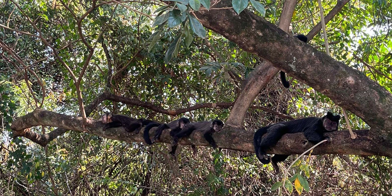 IAT cria metodologia para reestabelecer fauna em área incendiada mês passado