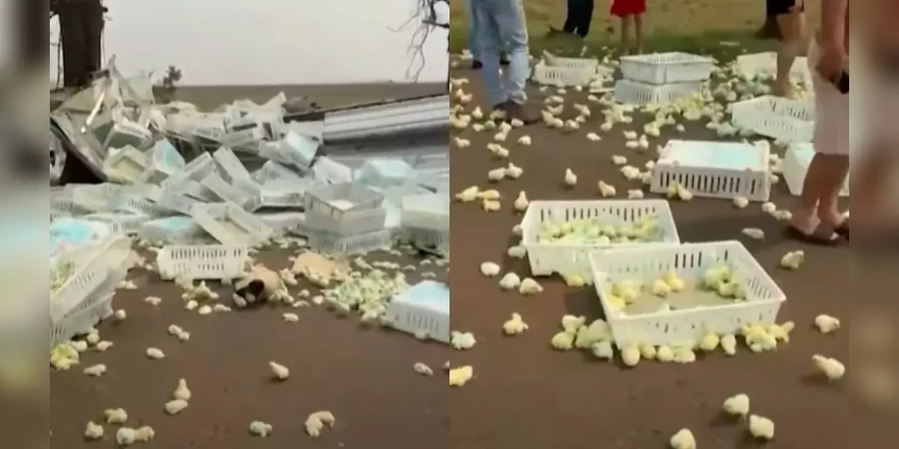 Caminhão com "pintinhos" tomba em rodovia no Paraná e aves correm pela pista; veja o vídeo