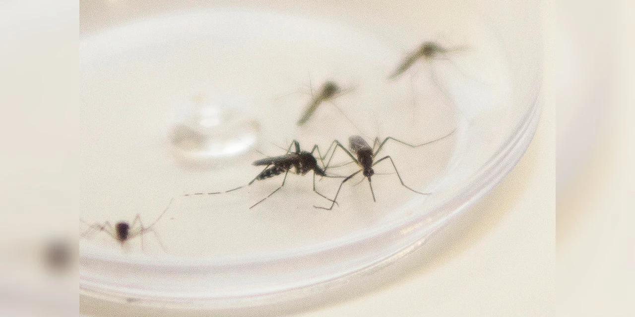 Secretaria da Saúde confirma mais 262 casos de dengue no Paraná na última semana
