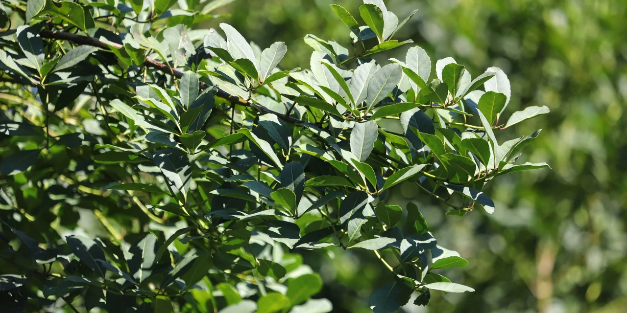 Com protagonismo da erva-mate, Paraná é destaque nacional na produção florestal