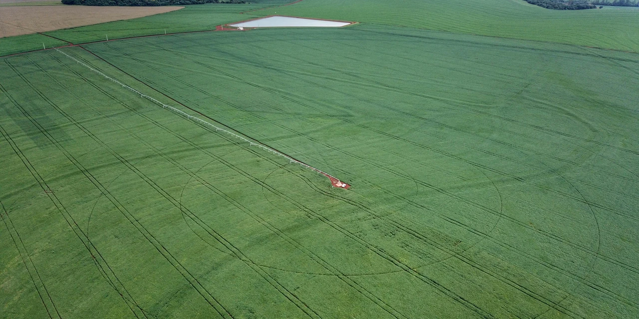 Plantio de soja avança no Paraná e já cobre 1,3 milhão de hectares, 22% da área prevista