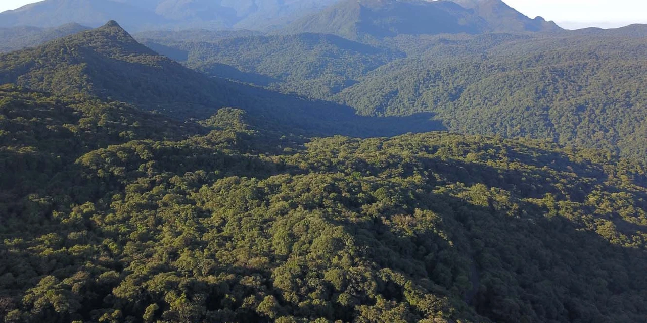 Com apoio do Estado, oito soluções para a Mata Atlântica receberão R$ 2,9 milhões