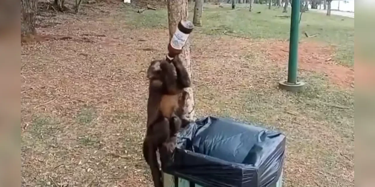 Macaco é flagrado tomando cerveja no Paraná; veja o vídeo