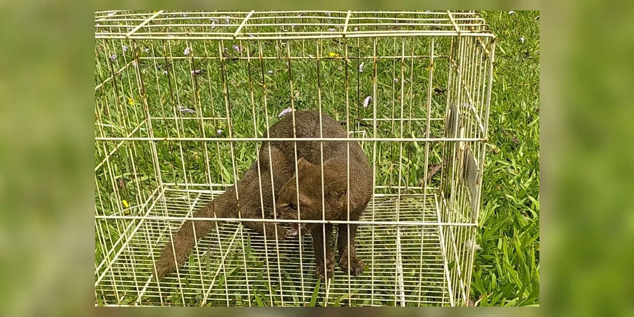 IAT devolve à natureza gato-mourisco resgatado em galinheiro no PR
