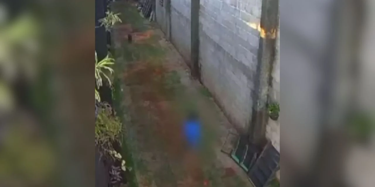 Vídeo mostra momento em que criança invade hospital veterinário e mata animais