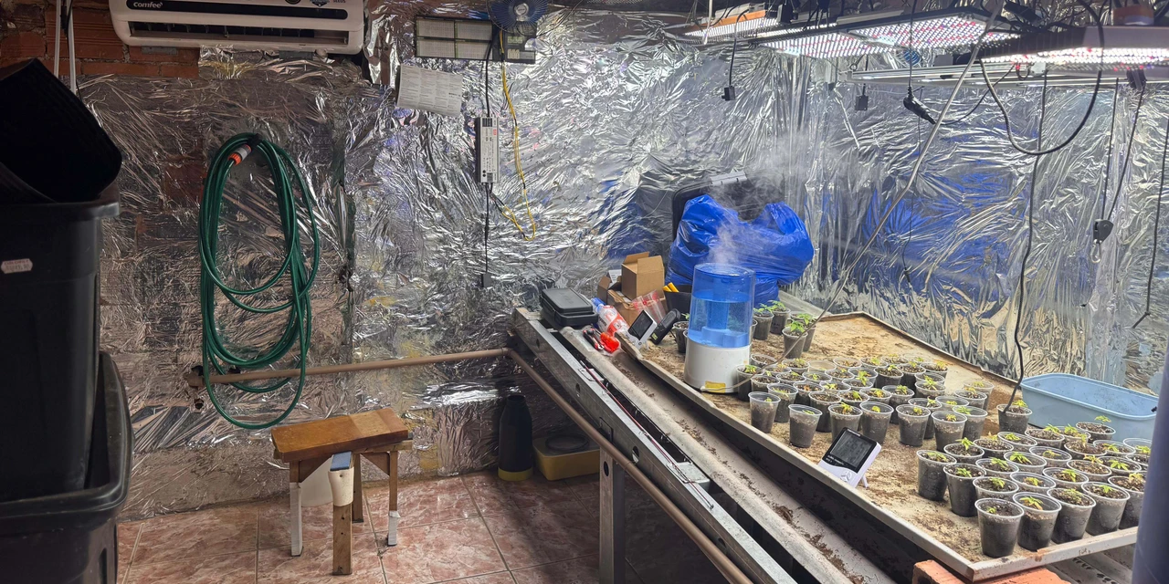 Polícia Civil desmonta esquema para produção de maconha no Paraná