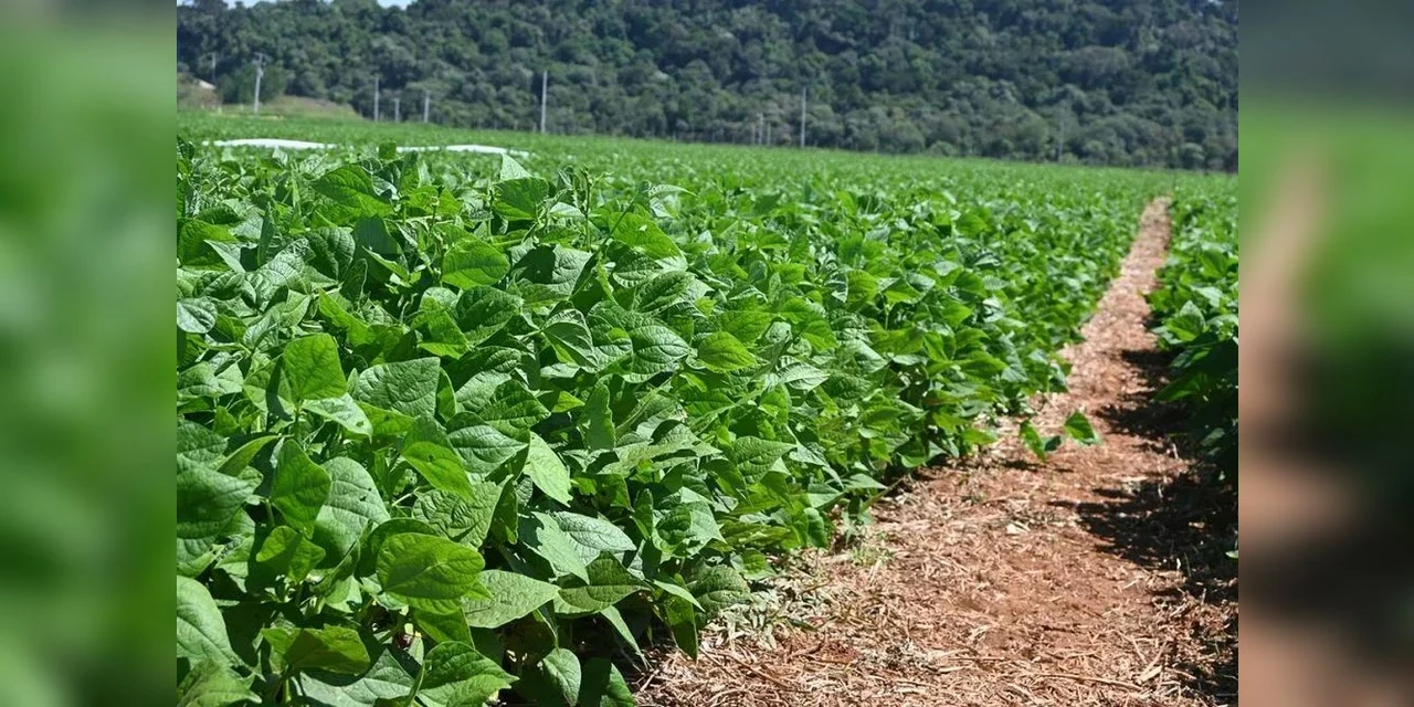 Pulse Day Castro reúne especialistas para discutir avanços e desafios no cultivo de feijão