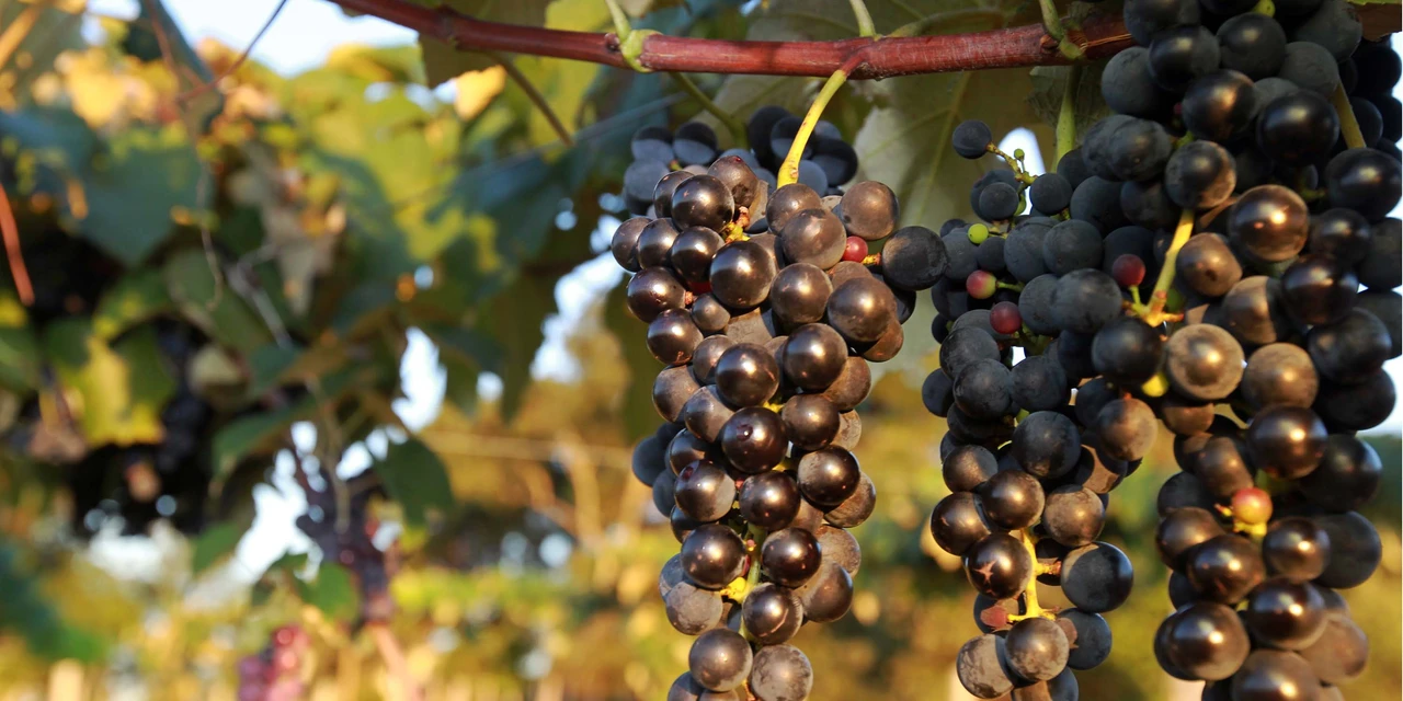 Produtores podem se inscrever para participar da Rota Uva e Vinho Paraná