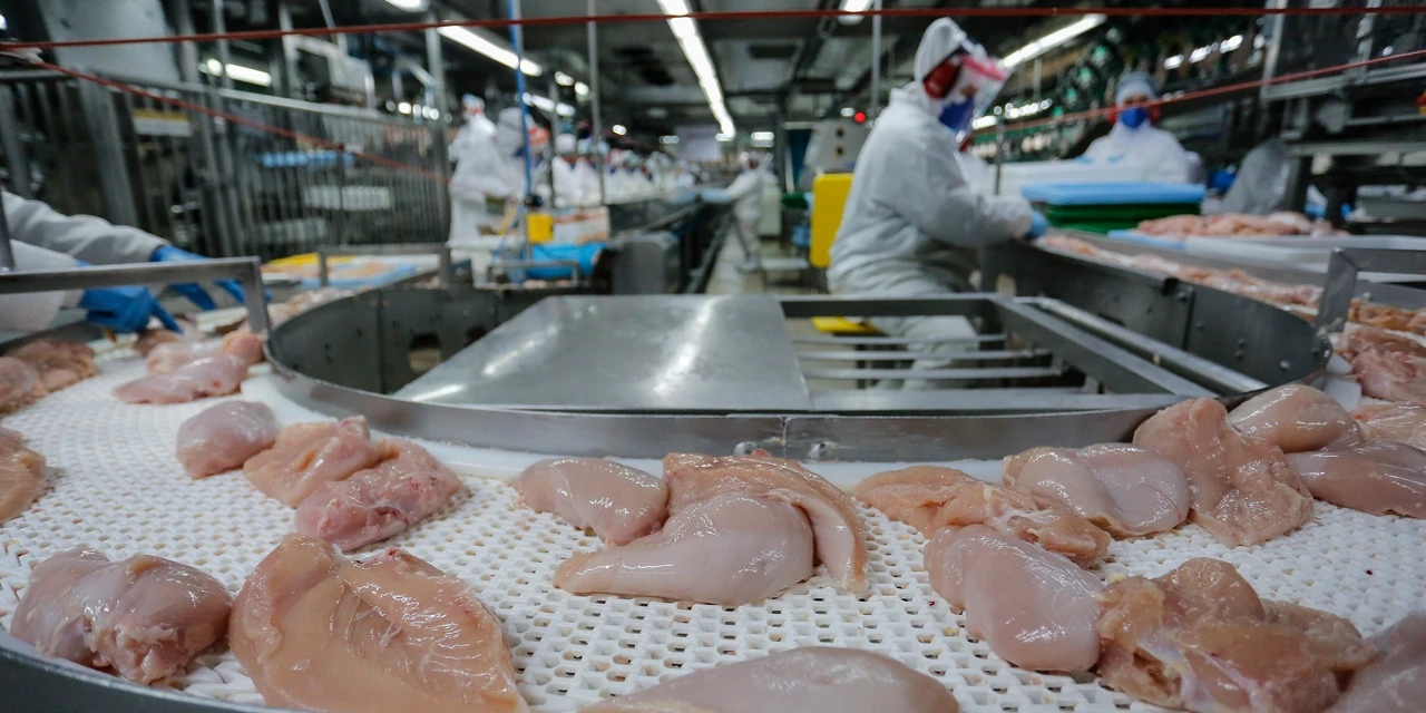 Paraná lidera mercado de frangos no 3º trimestre; cresce a produção de leite, ovos e suínos