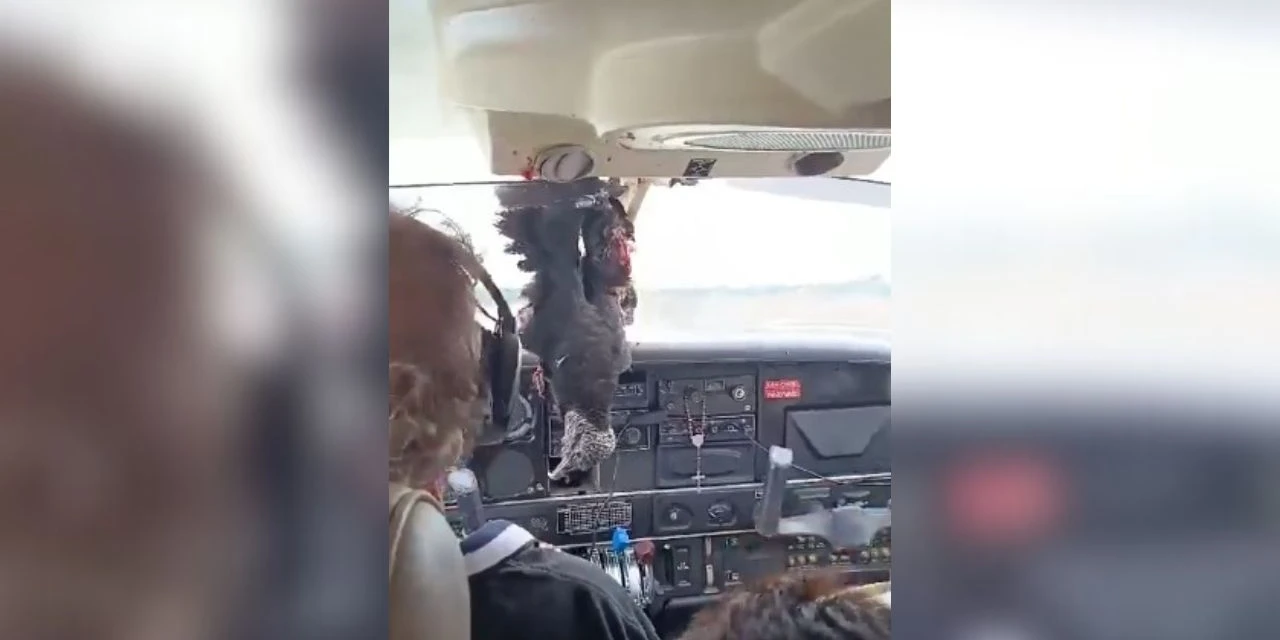 Vídeo: Urubu colide contra avião e fica pendurado na cabine do piloto
