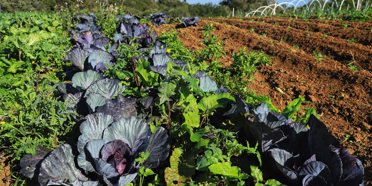 Projeto Renda Agricultor Familiar passa a atender 10 mil pessoas no Paraná