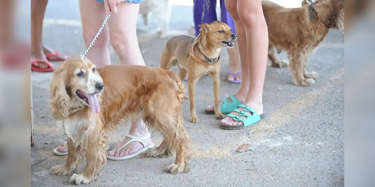 Cadastro Nacional de Animais Domésticos está em fase final de testes