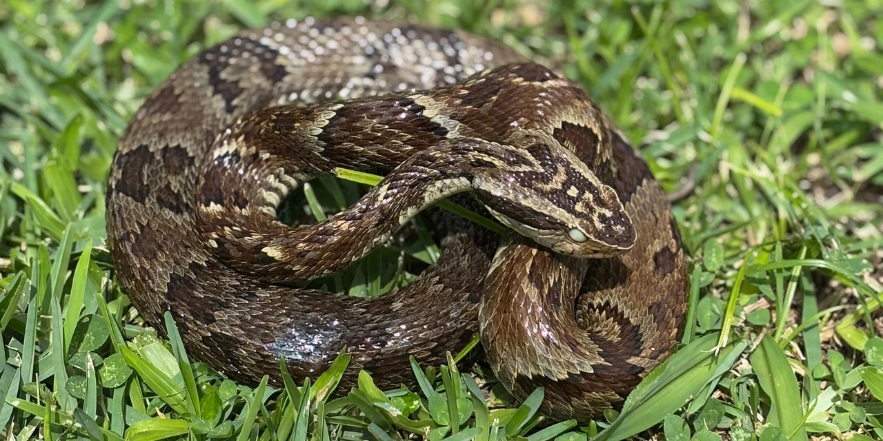 Secretaria da Saúde alerta para cuidados com animais peçonhentos durante o verão