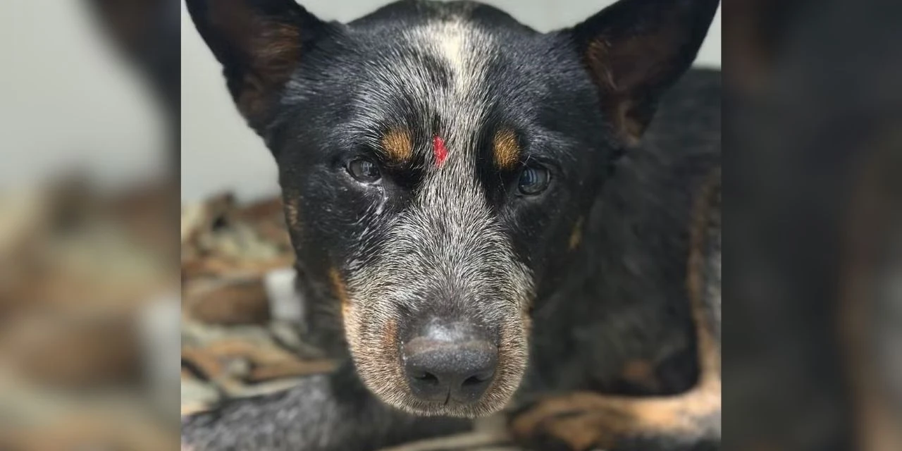 No PR, homem é preso após agredir cão com pauladas; "Só não matei porque ele fugiu"