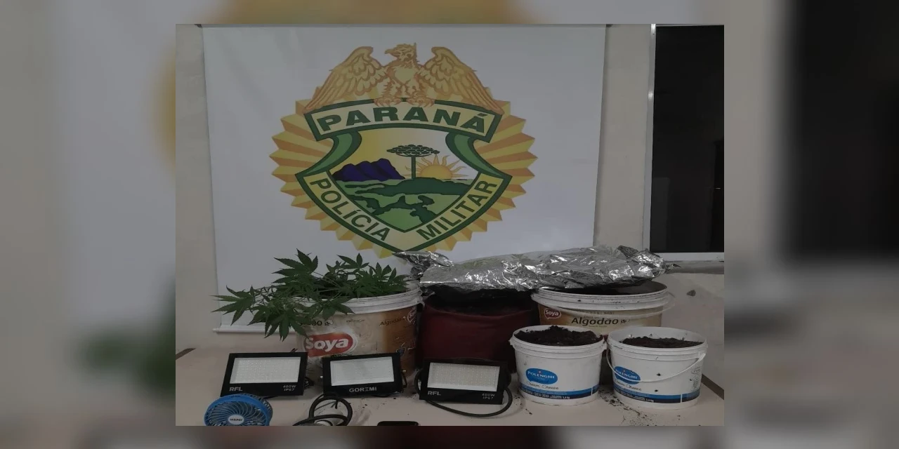 Mulher é agredida pelo companheiro e denuncia cultivo de maconha em Ponta Grossa