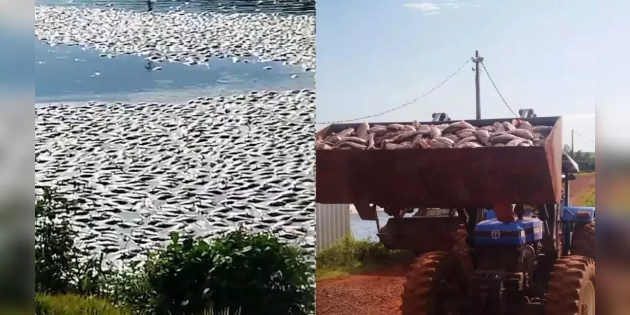 No PR, cerca de 75 toneladas de tilápia morrem após falha elétrica em tanque; veja o vídeo