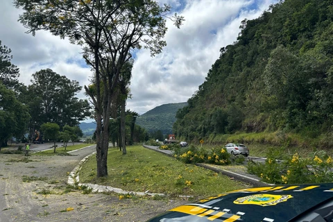 Trecho da BR-277 na região terá interdições nesta semana para poda de árvores