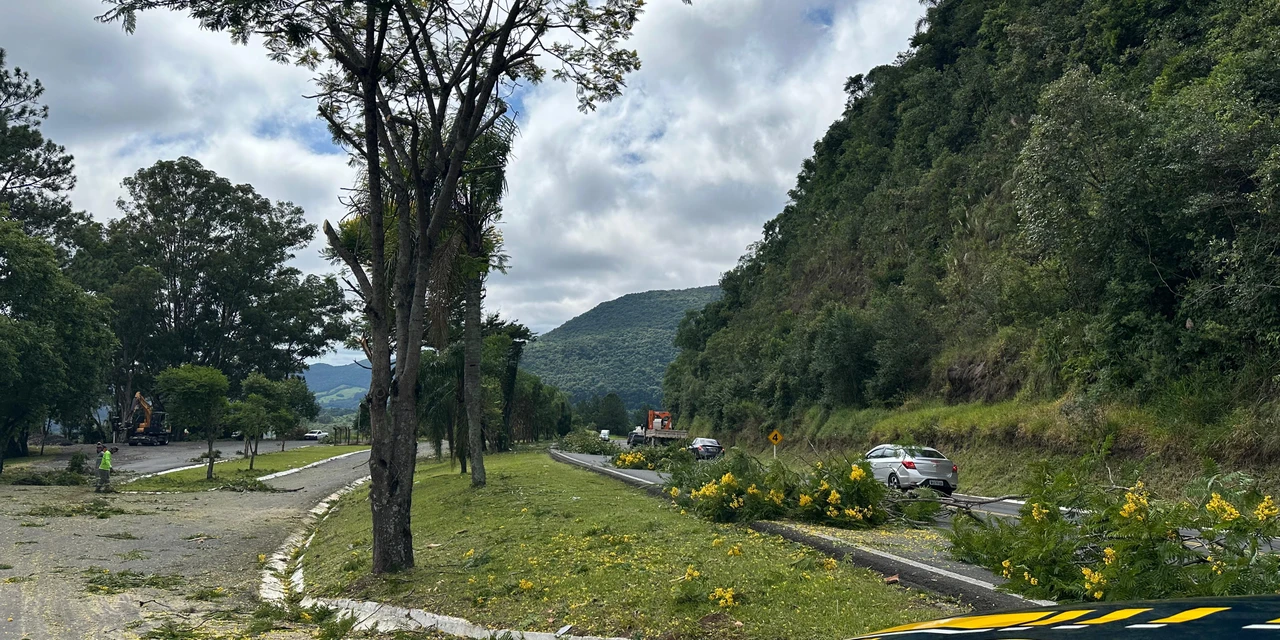 Trecho da BR-277 na região terá interdições nesta semana para poda de árvores
