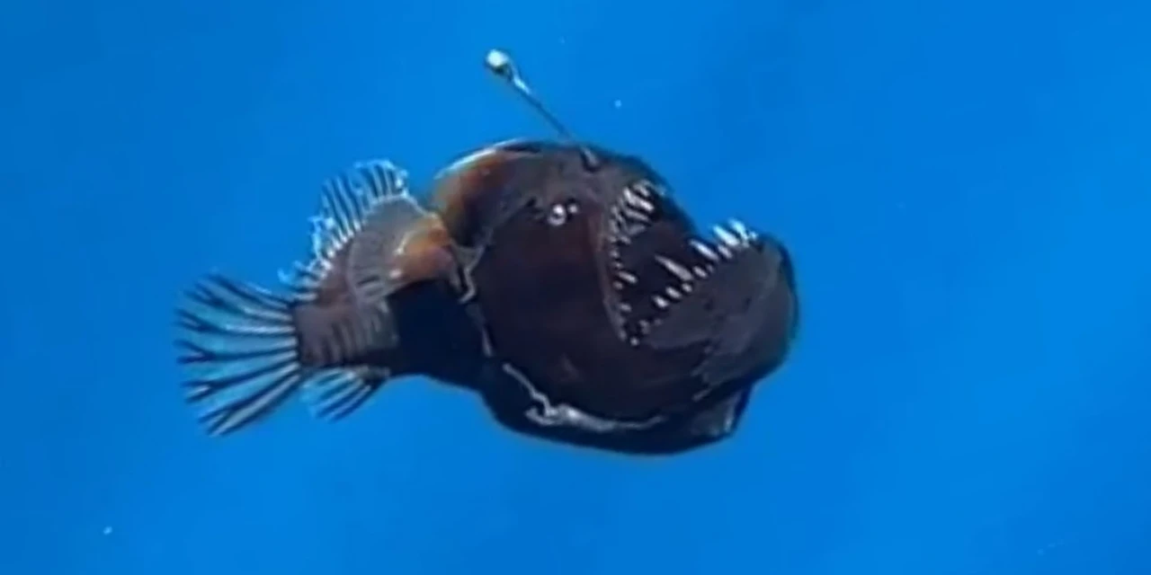 Peixe 'diabo negro' é visto pela primeira vez à luz do dia; veja vídeo