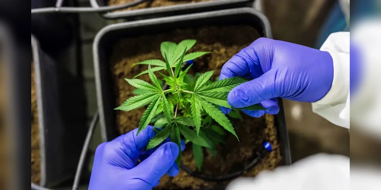 STF mantém descriminalização do porte de maconha para uso pessoal