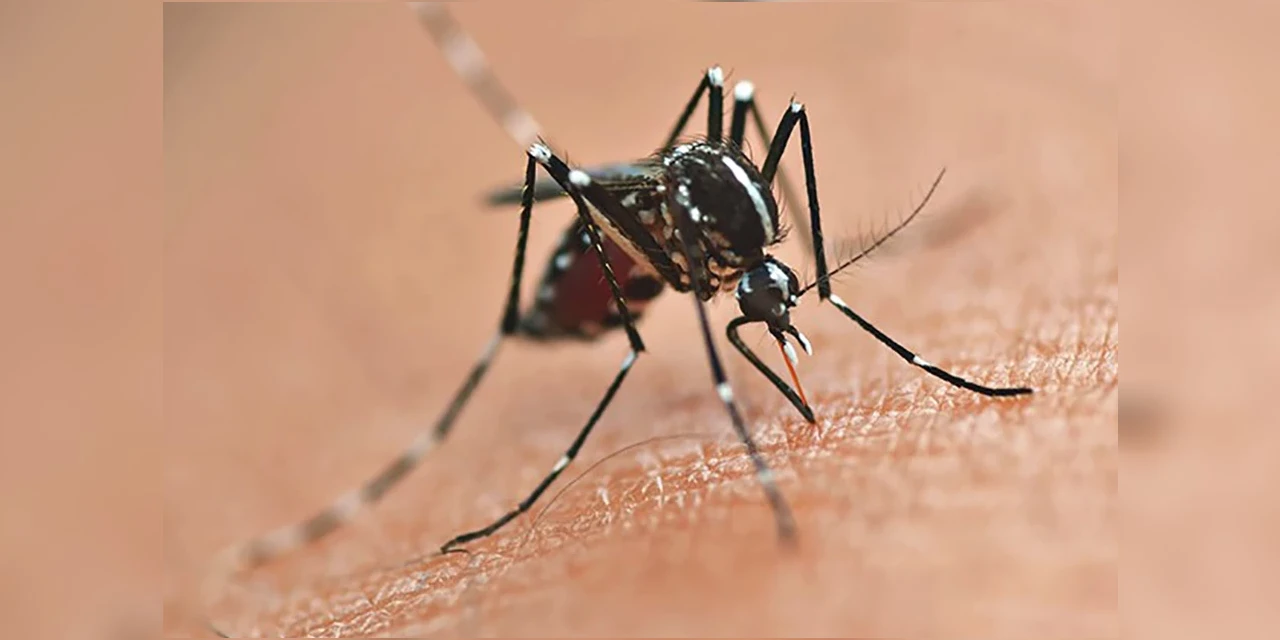 Boletim da Secretaria da Saúde confirma 2.313 novos casos de dengue no Paraná