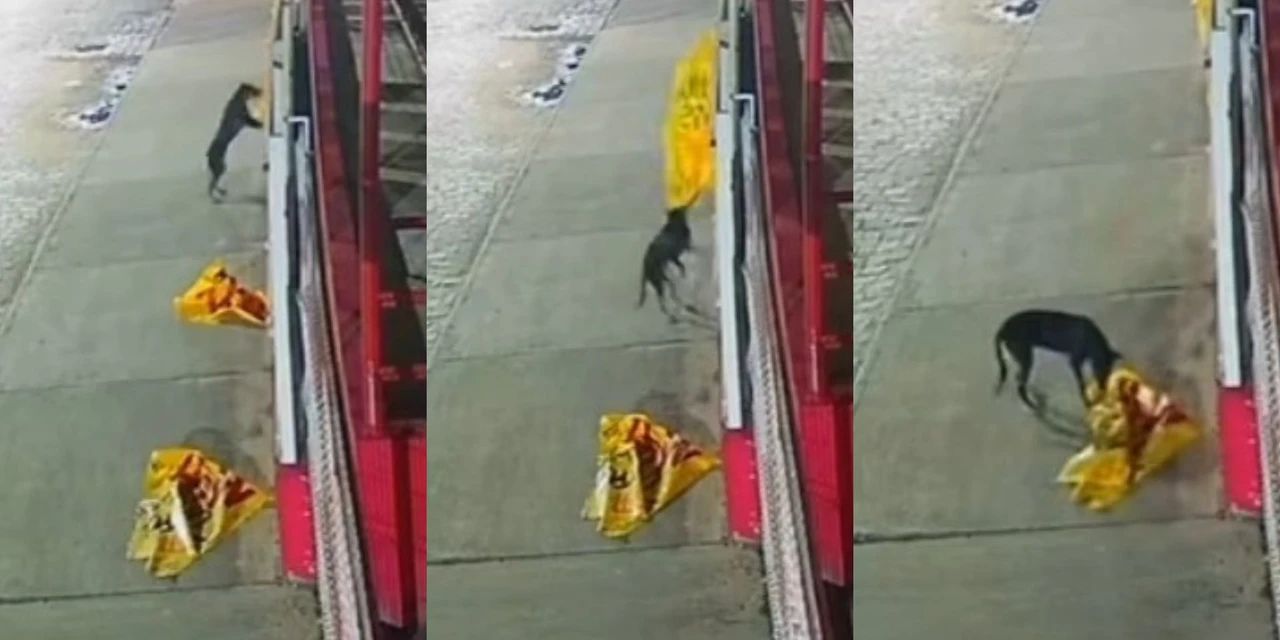 Cachorro é flagrado arrancando placas de promoção em mercado na região