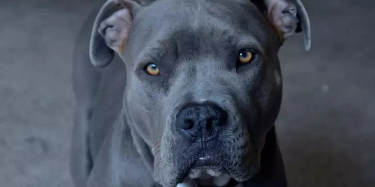 Cachorro atira no próprio dono e vítima aciona polícia