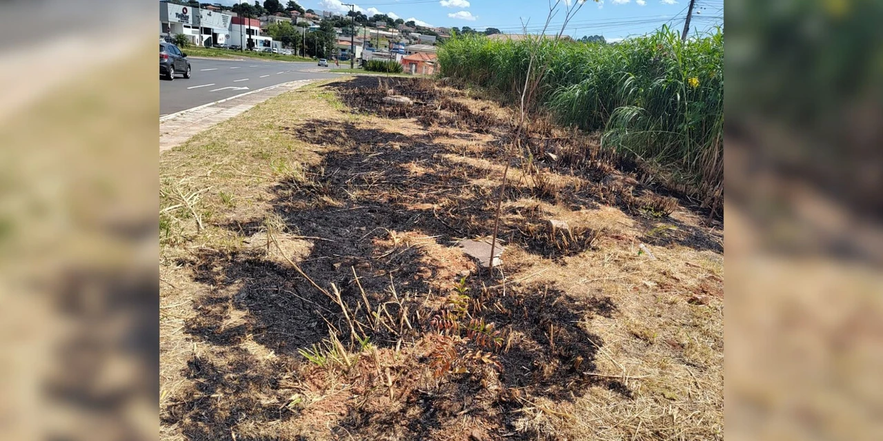 Vandalismo destrói centenas de mudas de árvores em Ponta Grossa