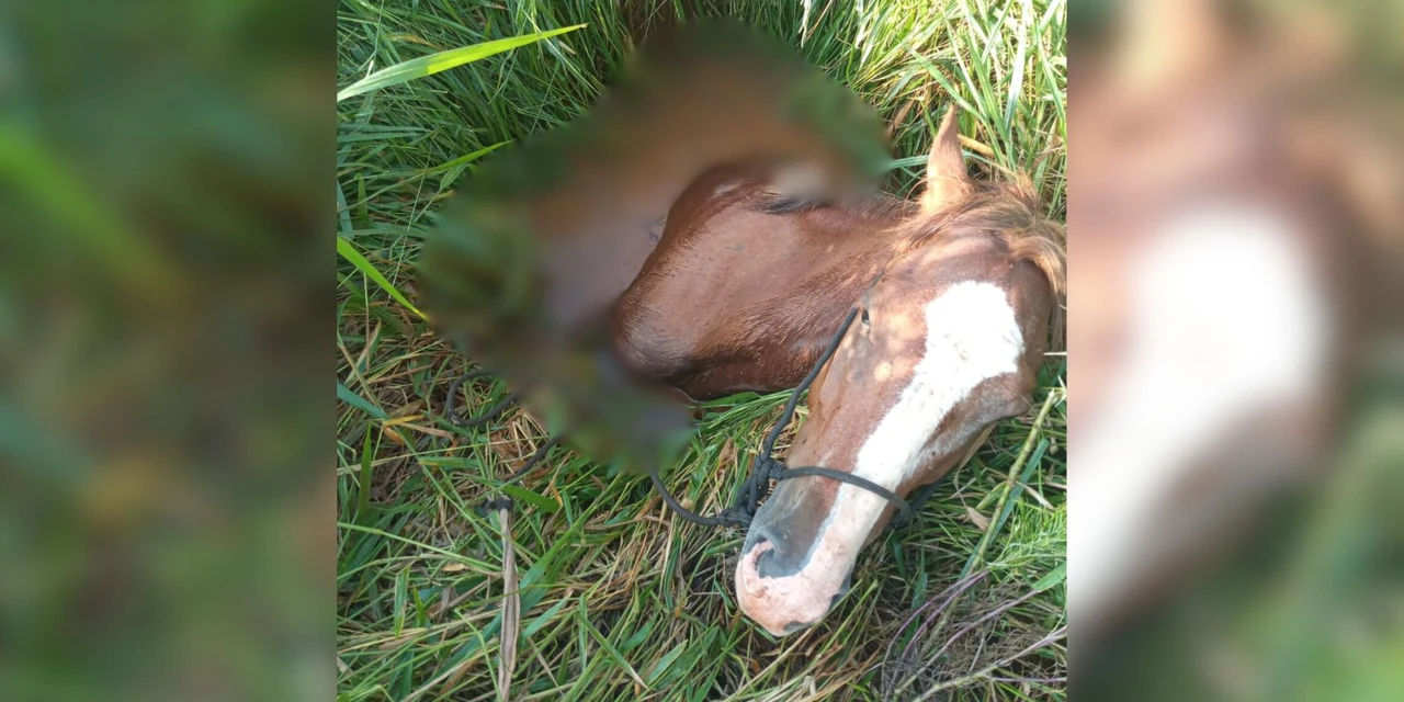 Cavalo é resgatado após passar a noite em valeta cheia de água em PG