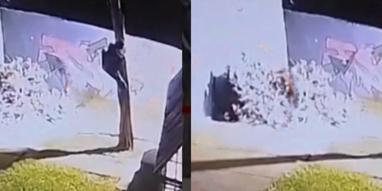 Suspeito sem perna é preso após escalar árvore para furtar fiação no PR; vídeo