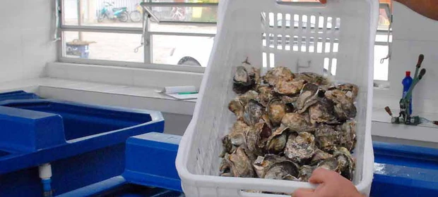 Comercialização de ostras e mexilhões está liberada na área de Cabaraquara, em Guaratuba