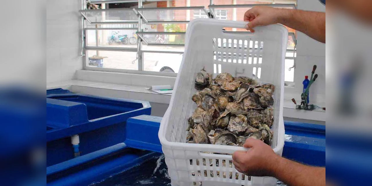 Comercialização de ostras e mexilhões está liberada na área de Cabaraquara, em Guaratuba