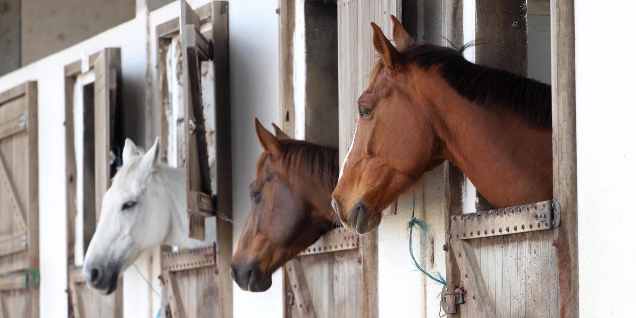 Passaporte Equestre facilita emissão de guia de trânsito para equídeos