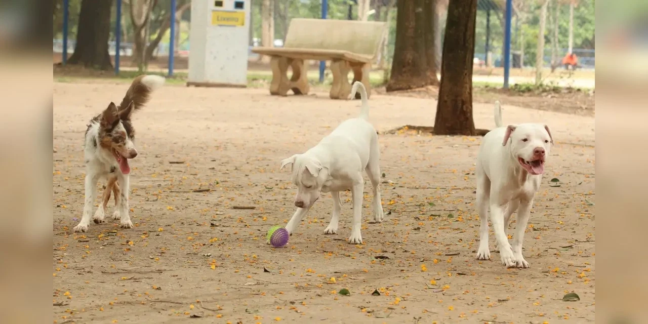 Saiba como funciona o SinPatinhas, novo RG Animal para cães e gatos