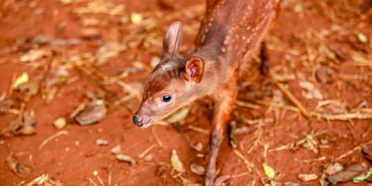 Zoológico faz enquete para decidir o nome do novo veadinho no PR