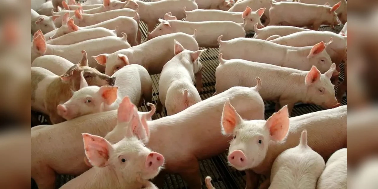 Chile passará a importar carne suína do Paraná