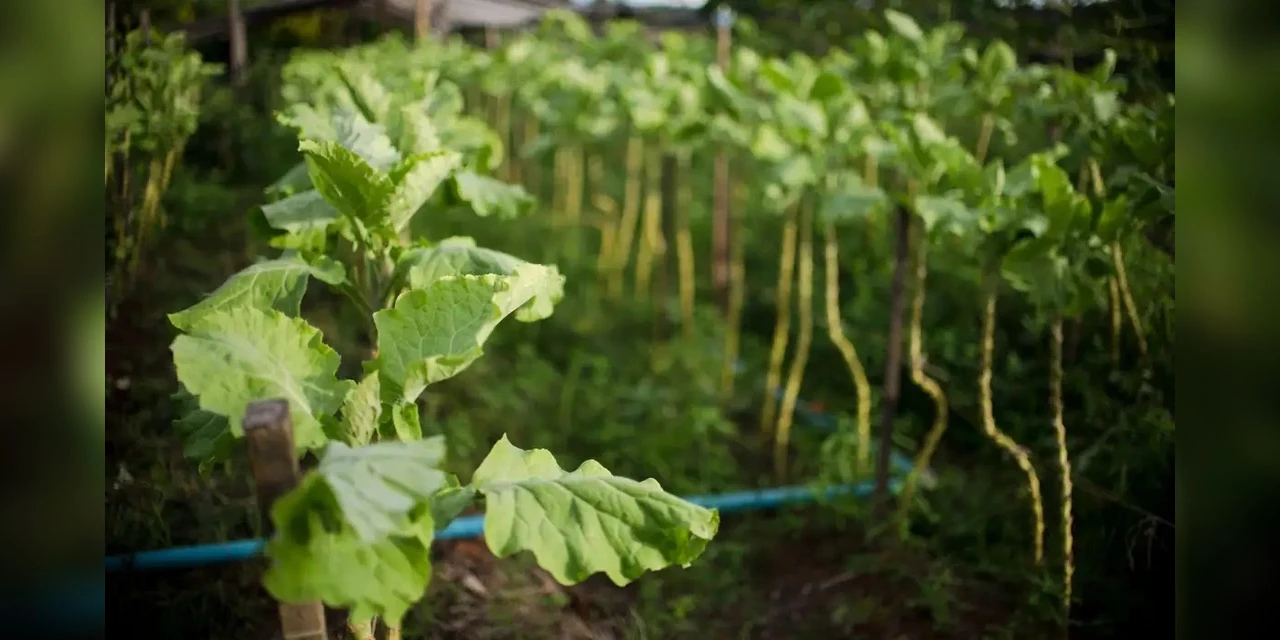 BNDES destina R$ 135 milhões a ações sociais e ambientais em favelas