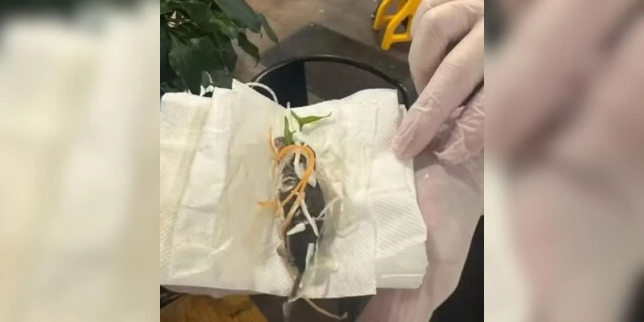 Cliente encontra rato em prato japonês; restaurante emite pedido de desculpas