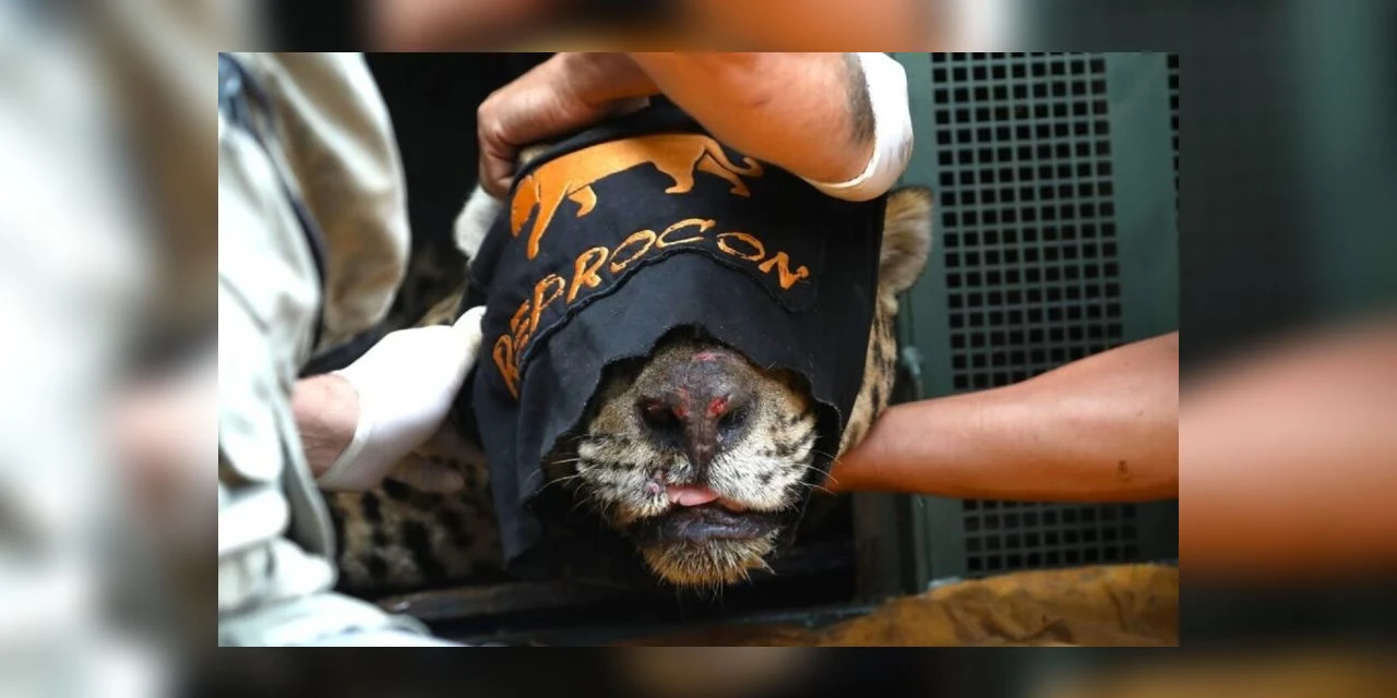 Onça que matou homem será mantida em cativeiro