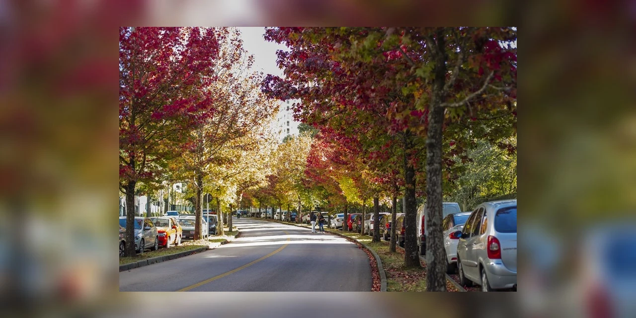Curitiba alerta sobre os cuidados ao fazer fotos e vídeos na “Rua do Outono”