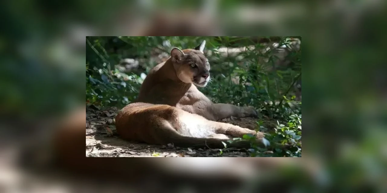 Cachorro salva idoso de ataque de onça-parda no RS